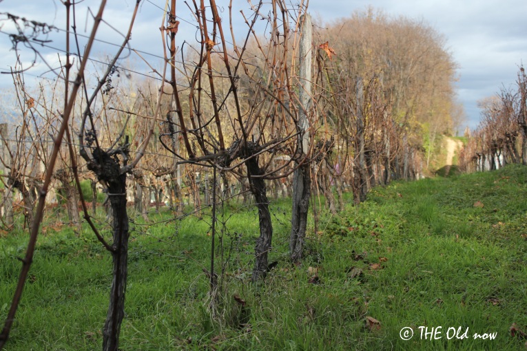 Tenuta Maraveja