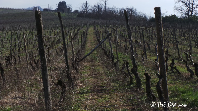 Montelio | Oltrepo